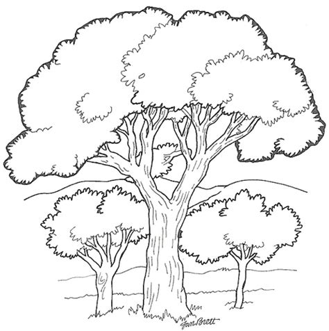 Alcuni Grandi Alberi Disegni Da Colorare Disegni Da Colorare E