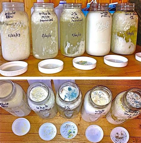 Check spelling or type a new query. RAW MILK VS PASTEURIZED MILK MOLDING EXPERIMENT. Milks all ...