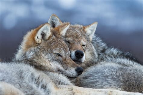 Picture Of 2 Wolves Cuddling In 2020 Animals Pets Cuddling