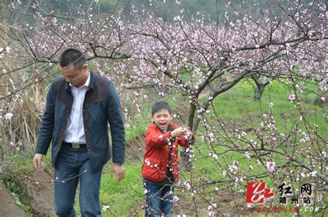 探秘靖州排牙山 惊现桃花花海图 湖南频道