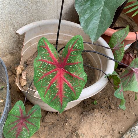 Caladium Hortulanum Pink Cloud Elephant Ear Pink Cloud In