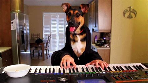 Dog Human Piano  Find And Share On Giphy