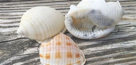 Guide To Identifying Sea Shells In The Outer Banks On Hatteras Island