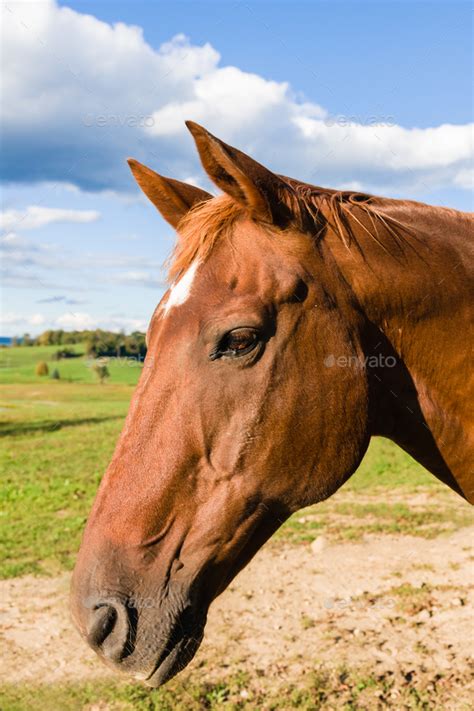 Thoroughbreds come in every solid equine coat color. Chestnut Color Thoroughbred Horse Stock Photo by ...