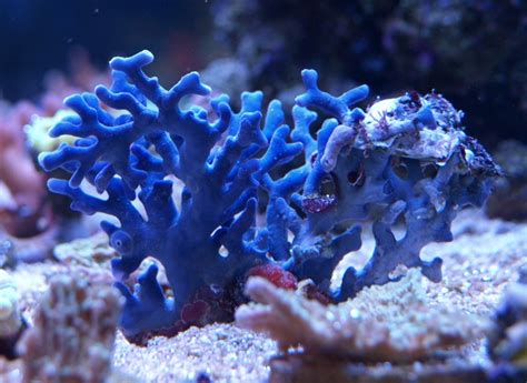 Lace Coral Blue