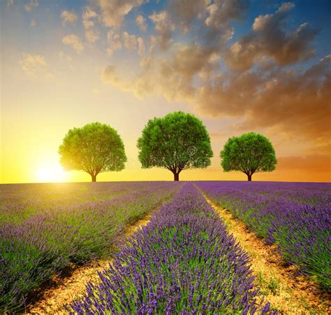 Lavender Fields With Trees In The Shape Of Heart At Sunset