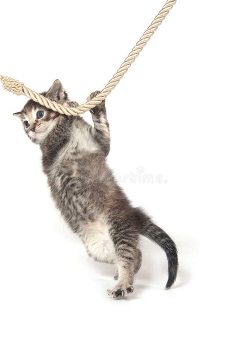 Kitten Clinging To Rope Stock Image Image Of Rope Humorous 14843179