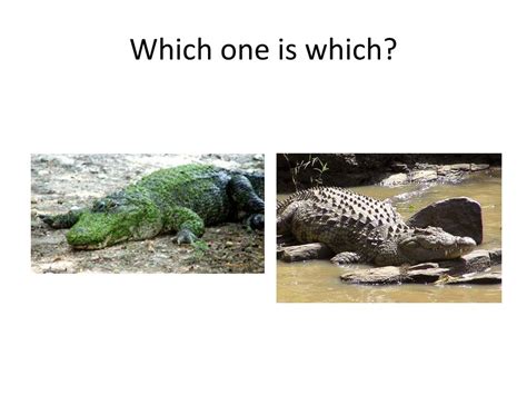 Ppt Alligators Crocodiles And Hippos Powerpoint Presentation Free