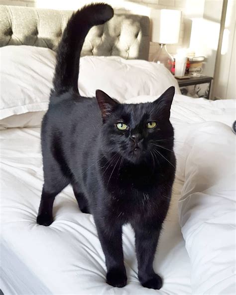 Black Cats Shunned For Purr Fect Selfies Bbc News Cat Rescue