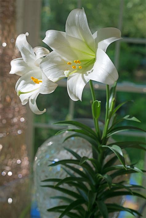 Easter Lily Blooming Season Easter Is A Special Time Each Year To