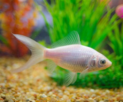 Bilimsel adı carassius auratus'tur sazangiller ailesinde çeşitli çaprazlamalarla çok değişik vücut formu ve renkte bireyler elde. Comet Japon Balığı | akvaryum market