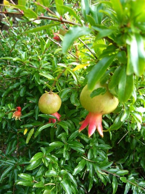 Dwarf Pomegranate Shrub Seeds Punica Granatum Nana