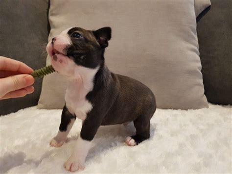 (boston terriers) the boston university terriers are the nine men's and twelve women's varsity athletic teams representing boston university in ncaa division i competition. Boston Terrier Puppies For Sale | Lansing, MI #266122