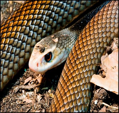 Papuan Taipan Reptiles Snake Pit Viper