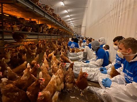 Shocking Reality Of Free Range Egg Farm That Supplies Tesco And