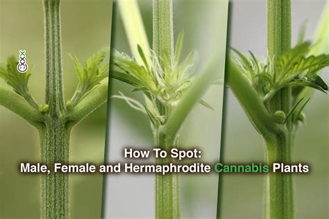 How To Spot Male Female And Hermaphrodite Cannabis Vahomegrown