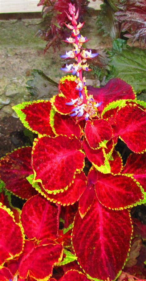 Coleus Plant Care And Collection Of Varieties