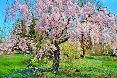 Trimming A Weeping Cherry Tree Gardening Dream