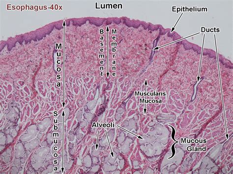 Mucosa Submucosa Cell Diagram Quizlet