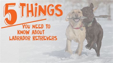 5 Things You Need To Know About Labrador Retrievers Youtube
