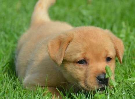 Many breeds of puppies for sale in australia , some are sold cheap. proud Labrador Retriever puppies FOR SALE ADOPTION from ...
