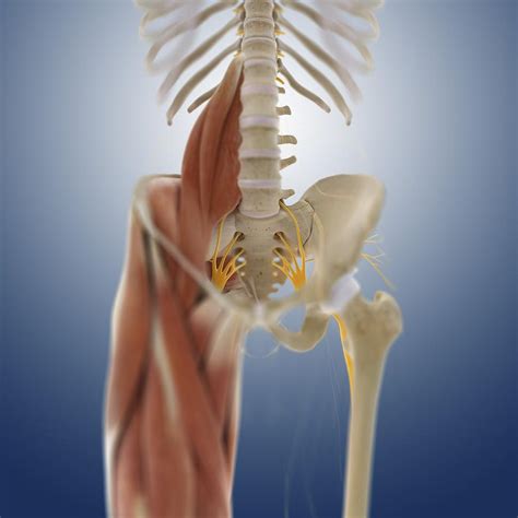 Welcome to innerbody.com, a free educational resource for learning about human anatomy and physiology. Lower Body Anatomy, Artwork Photograph by Science Photo Library