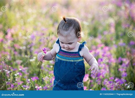Little One Year Old Girl In A Purple Flower Field Stock Photo Image
