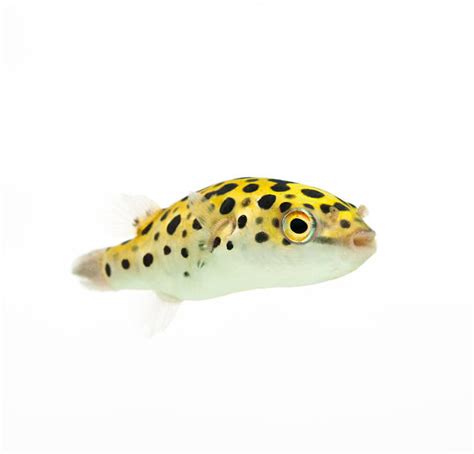 Yellow Puffer Fish Stock Photos Pictures And Royalty Free Images Istock
