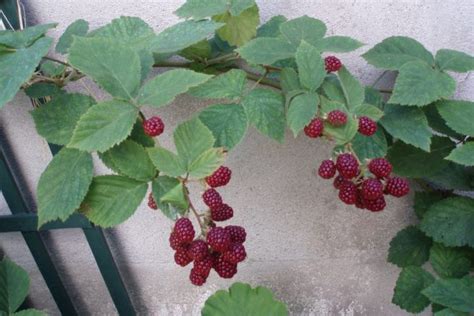 Einen obstbaum einzupflanzen, ist nicht schwer. Obstbaum für den kleinen Garten » Diese Sorten bleiben niedrig