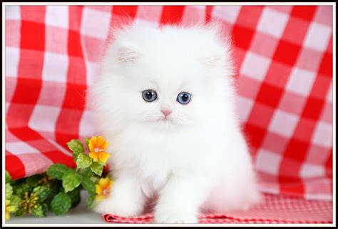 Cashmere White Teacup Persian Kittenpersian Kittens For Sale In A