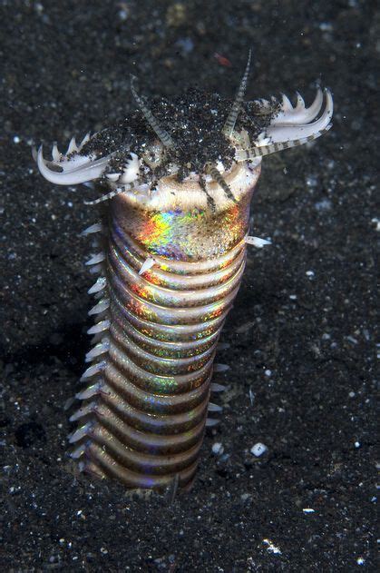 Image Result For Deep Sea Worm With Teeth Bobbit Worm Deep Sea