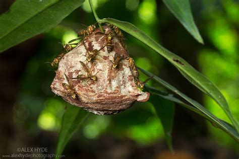 Paper Wasp Nest {vespidae} Costa Rica Alex Hyde