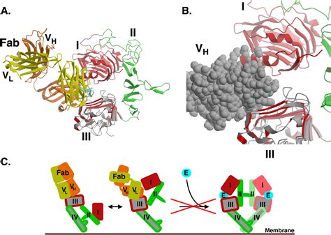 Structural Basis For Inhibition Of The Epidermal Growth Factor Receptor