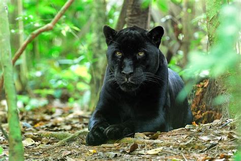 Black Jaguar | Animals beautiful, Wild cats, Big cats
