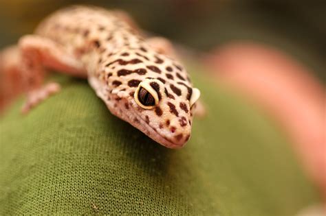Leopard Gecko The Life Of Animals