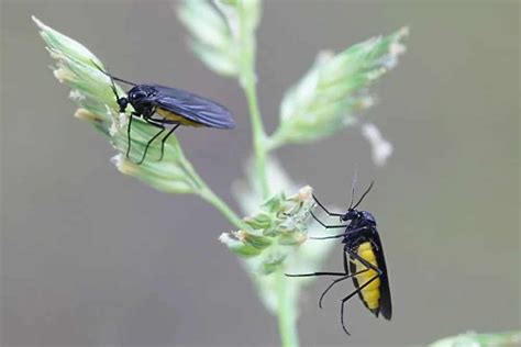 8 Different Types Of Gnats Plus Interesting Facts
