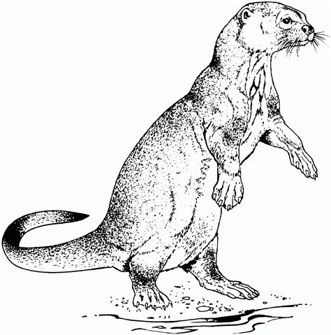 Realistic River Otter Coloring Page Colouringpages