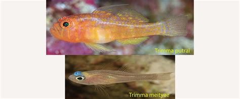 Birds Head Seascape Two New Trimma Dwarfgoby Species Discovered