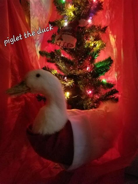 A White Duck Sitting In Front Of A Christmas Tree With The Words
