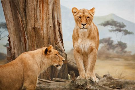 Cave Lions and Modern-Day Lions Are Separate Species | Science Times