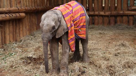 Orphaned Baby Elephant Saved From Starvation Pet News Live