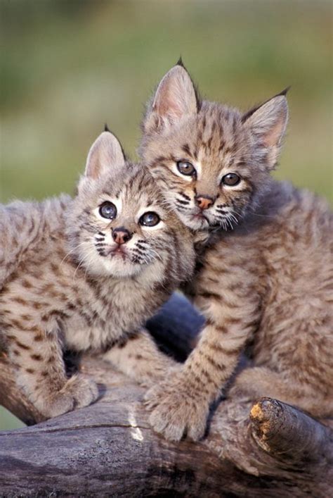 Baby Bobcats Annies Amineees Pinterest