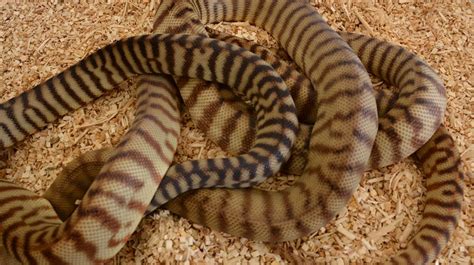 Woma Python Collection Pythons Specialising In Australias Best Pythons