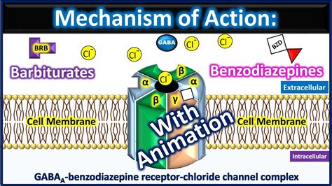 Barbiturates And Benzodiazepines Mechanism Of Action With Animation