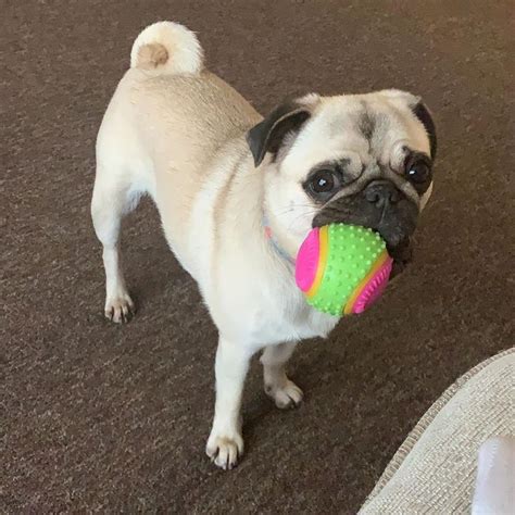Mummmm Please Play Ball With Me Before You Go To Work 🎾🐶 Pug