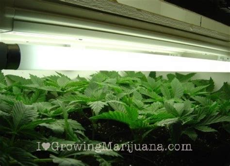 Standard light bulbs do not provide the same strength of light as the sun. Marijuana grow lights