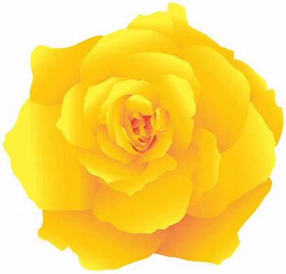 Yellow Rose Clipart Deco Roses Transparent Yopriceville