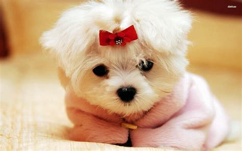 Wallpapers Of Cute Puppies Images