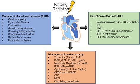 Frontiers Preclinical Models Of Radiation Induced Cardiac Toxicity