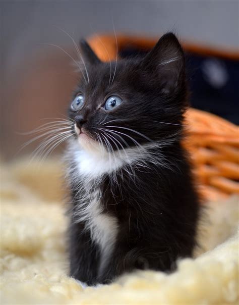 White Kitten For Adoption Anna Blog